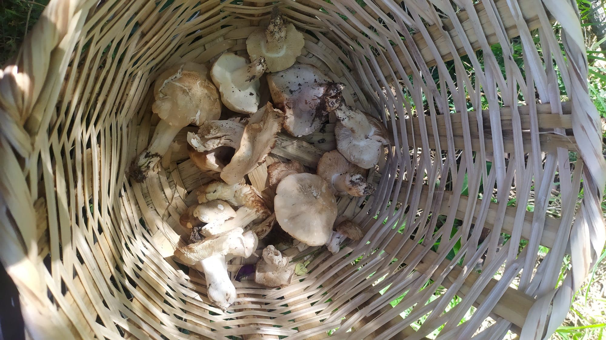 Foto 1 di Lezione di approfondimento sui funghi primaverili
