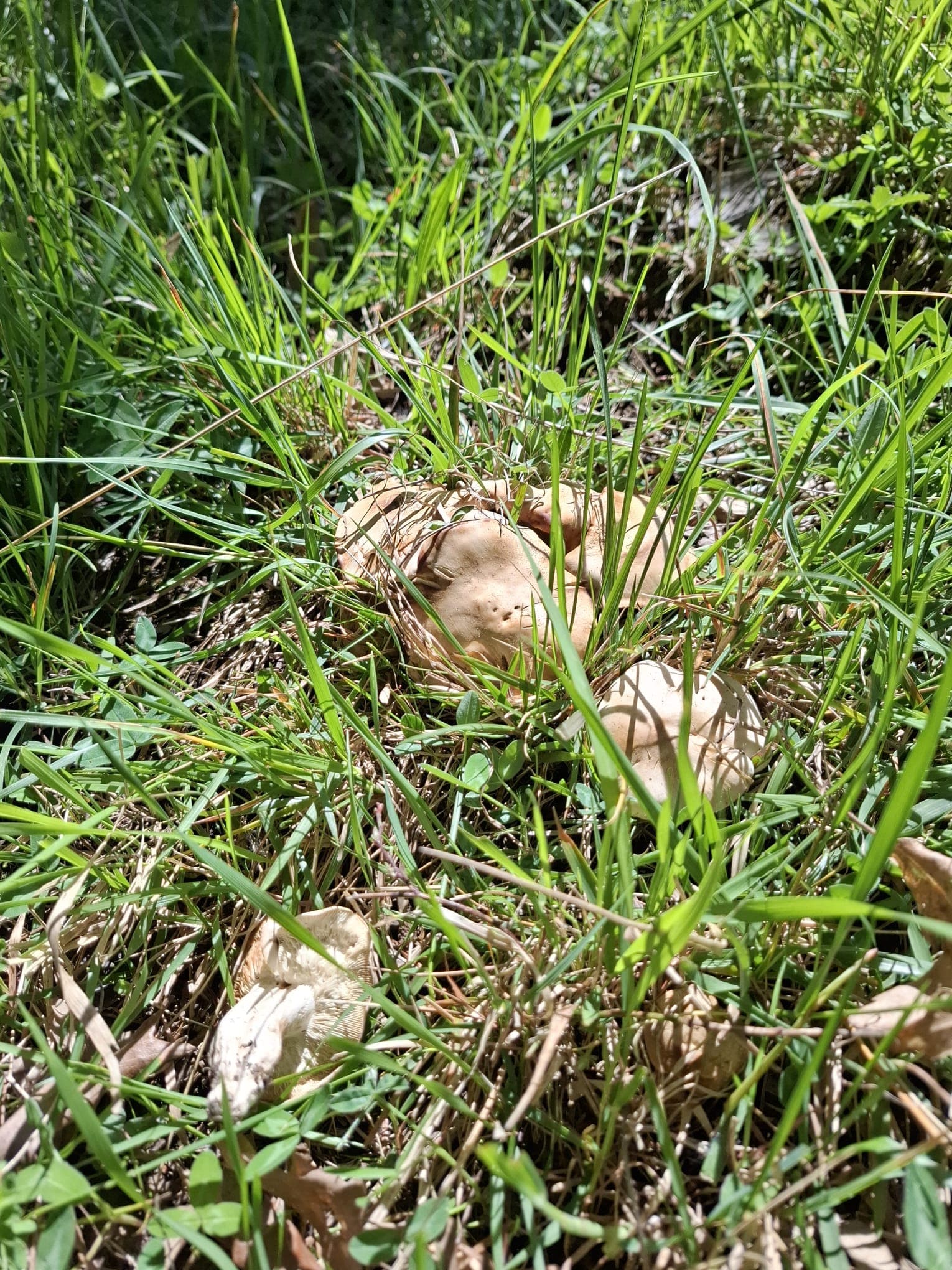 Foto 2 di Lezione di approfondimento sui funghi primaverili